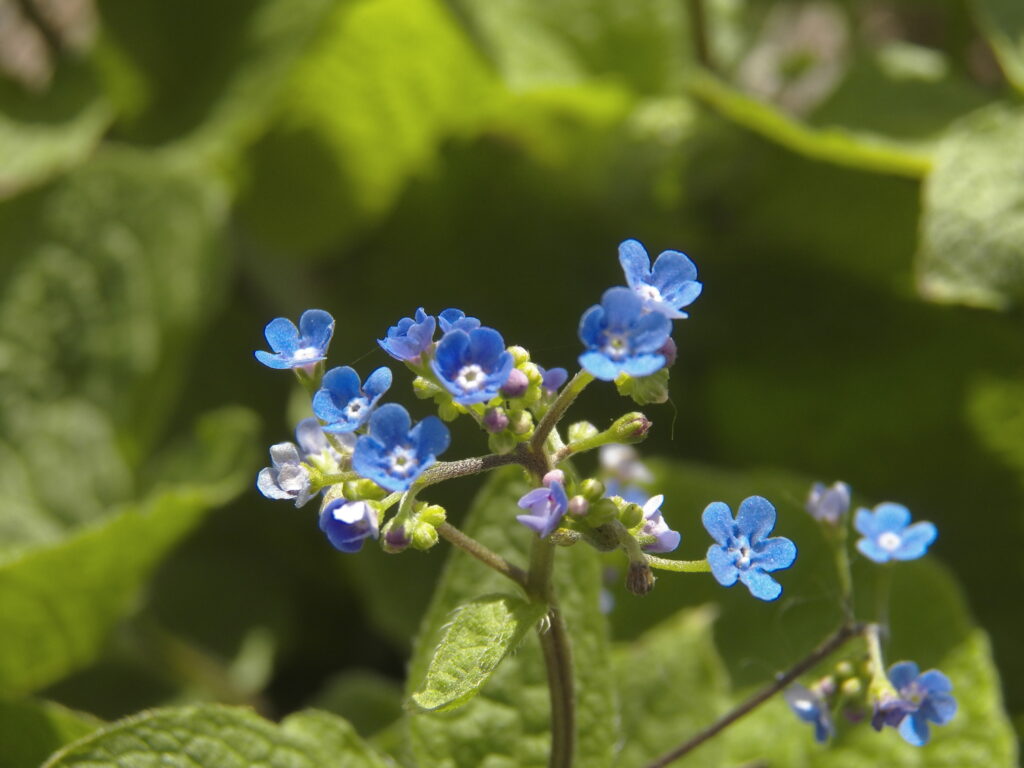 Siberian Bugloss (Brunnera macrophylla) blooming in Bird Park, Mount Lebanon, Pennsylvania