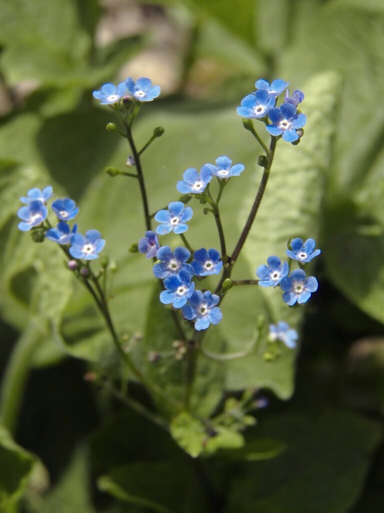 Siberian Bugloss (Brunnera macrophylla) blooming in Bird Park, Mount Lebanon, Pennsylvania