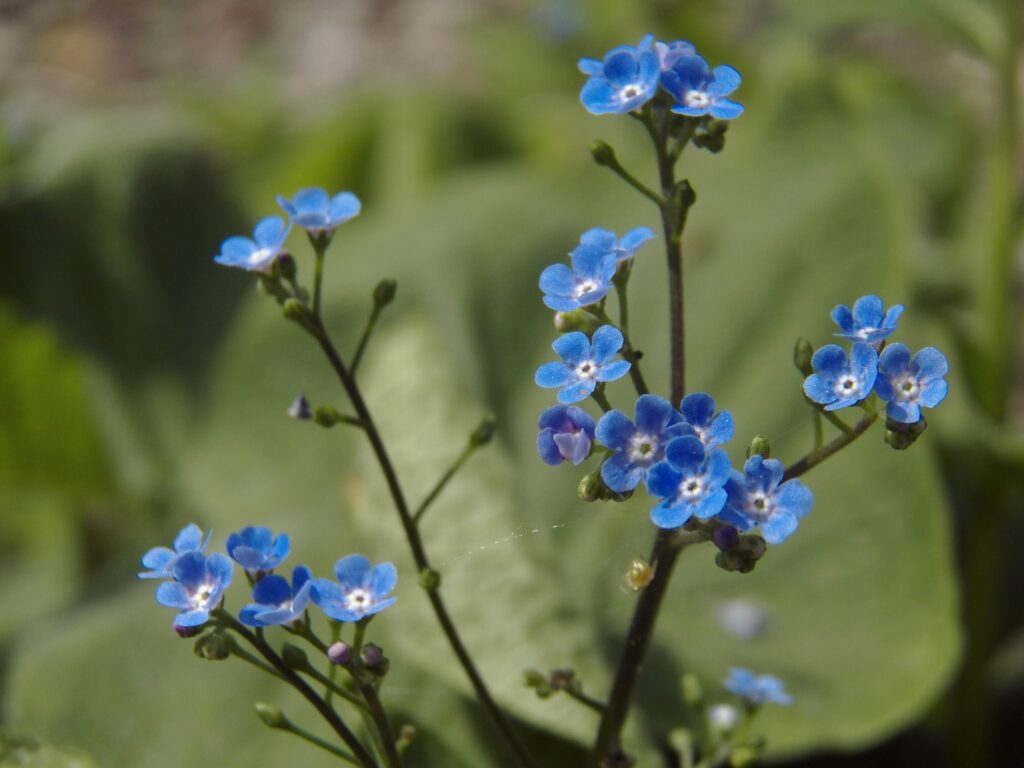Siberian Bugloss (Brunnera macrophylla) blooming in Bird Park, Mount Lebanon, Pennsylvania