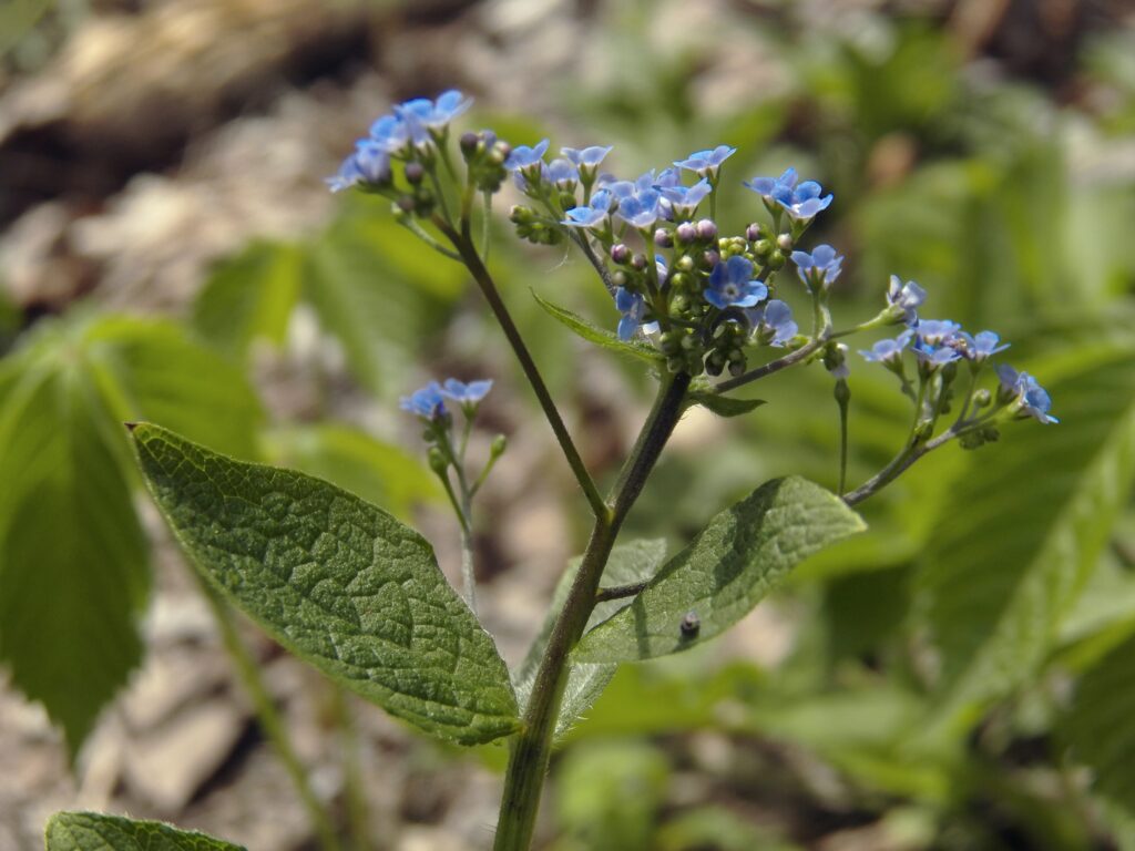 Siberian Bugloss (Brunnera macrophylla) blooming in Bird Park, Mount Lebanon, Pennsylvania
