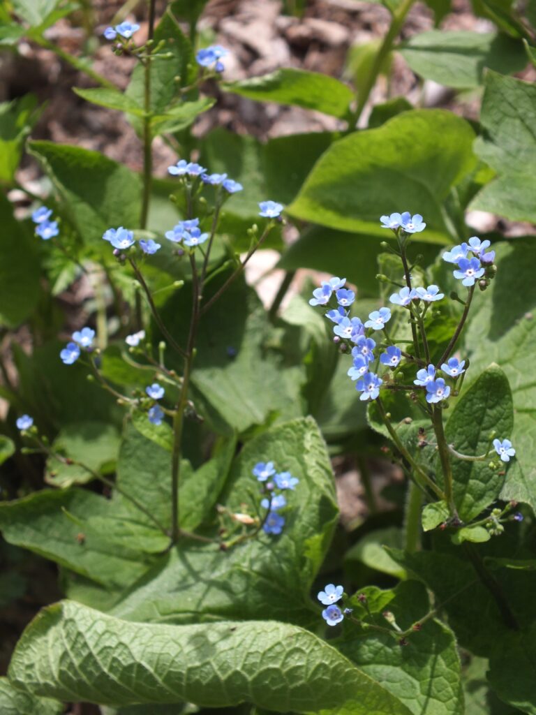 Siberian Bugloss (Brunnera macrophylla) blooming in Bird Park, Mount Lebanon, Pennsylvania