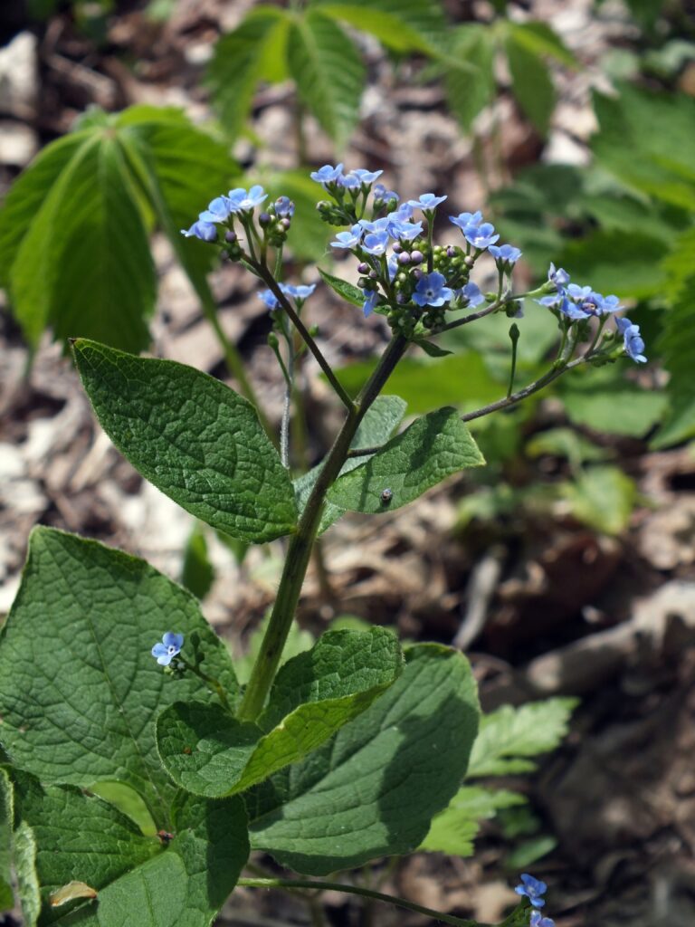 Siberian Bugloss (Brunnera macrophylla) blooming in Bird Park, Mount Lebanon, Pennsylvania