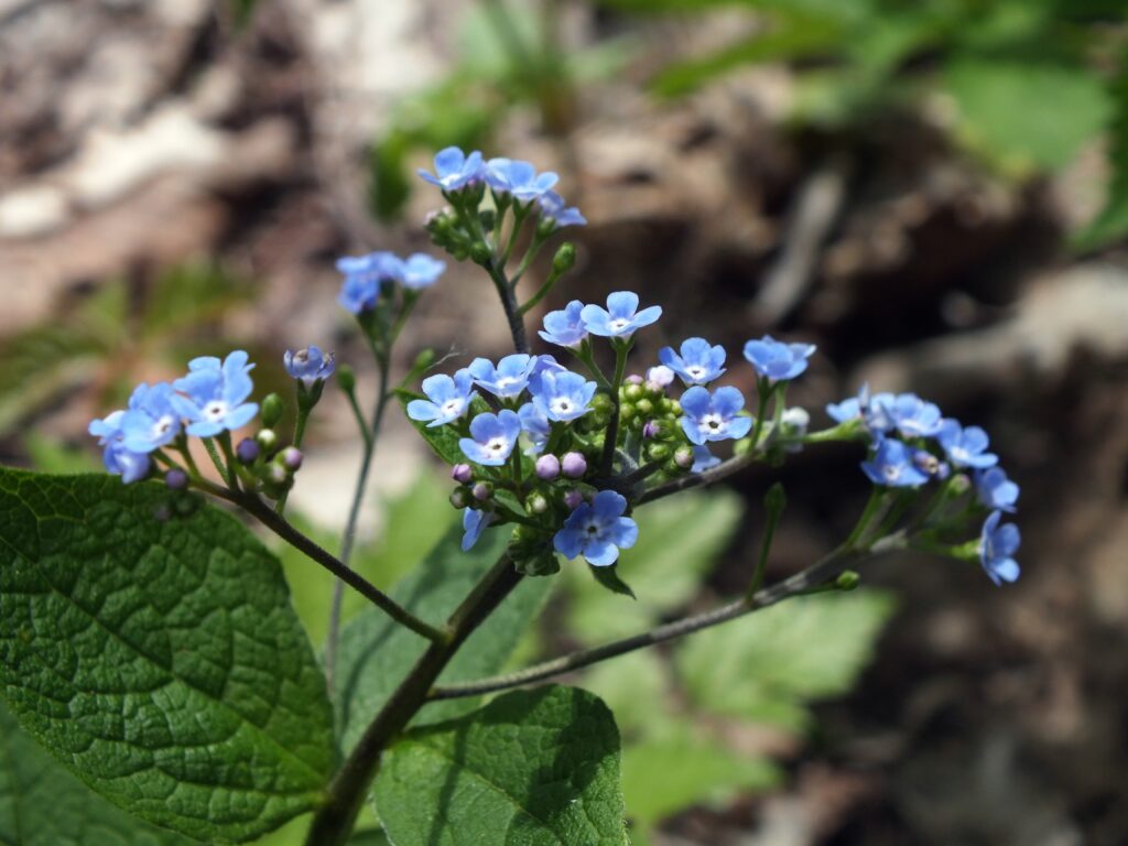 Siberian Bugloss (Brunnera macrophylla) blooming in Bird Park, Mount Lebanon, Pennsylvania