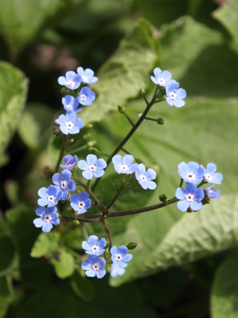Siberian Bugloss (Brunnera macrophylla) blooming in Bird Park, Mount Lebanon, Pennsylvania