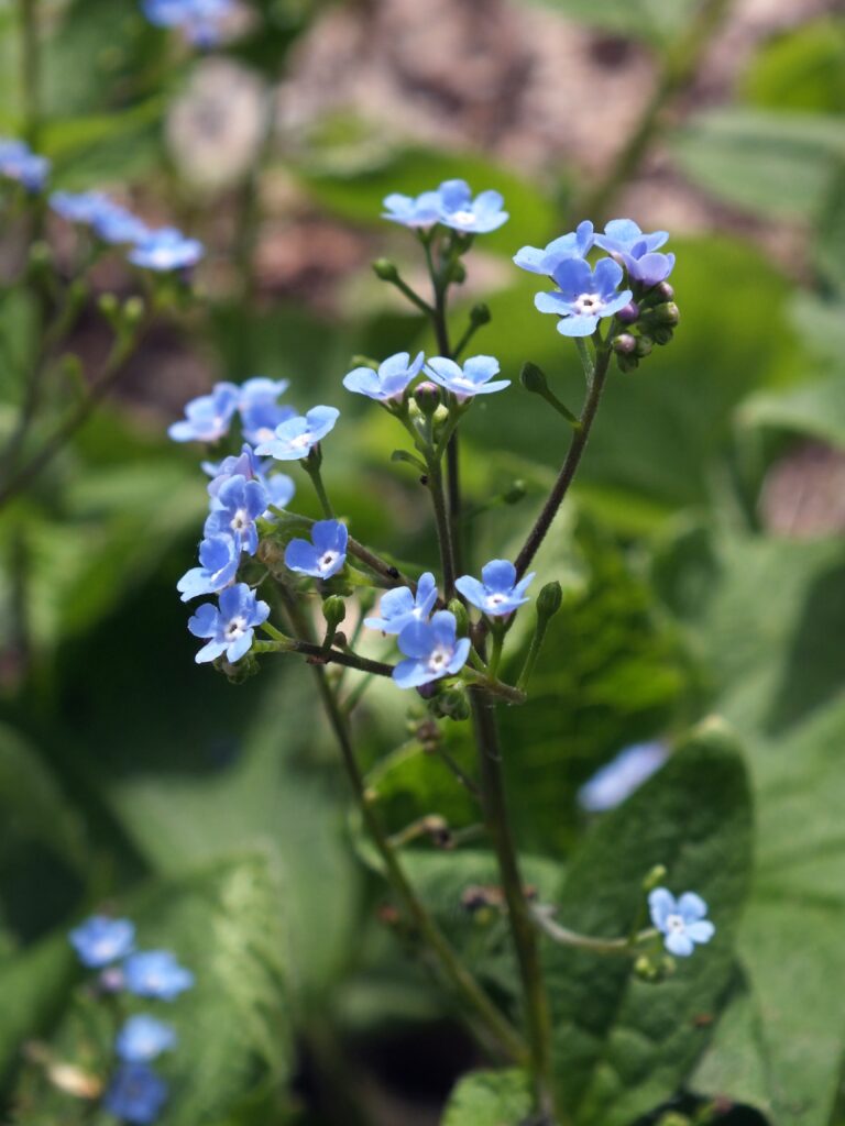 Siberian Bugloss (Brunnera macrophylla) blooming in Bird Park, Mount Lebanon, Pennsylvania
