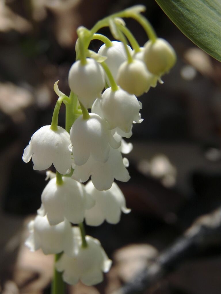 Lily-of-the-Valley (Convallaria majalis)