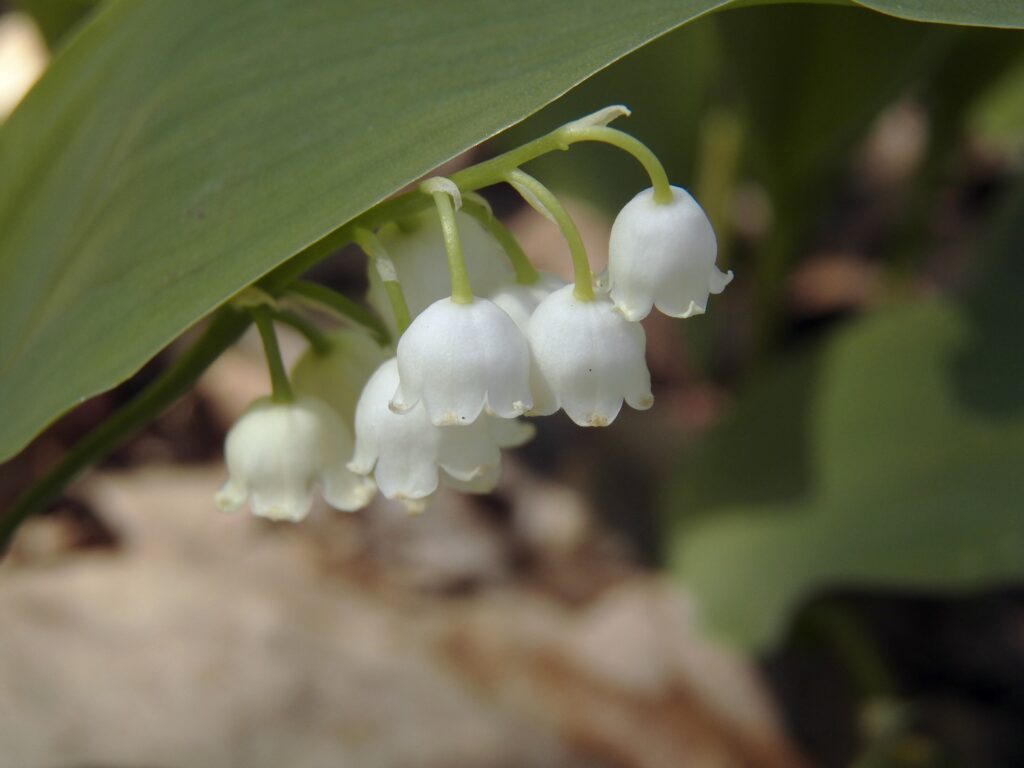 Lily-of-the-Valley (Convallaria majalis)