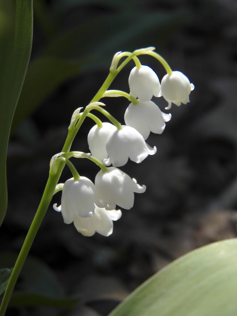 Lily-of-the-Valley (Convallaria majalis)