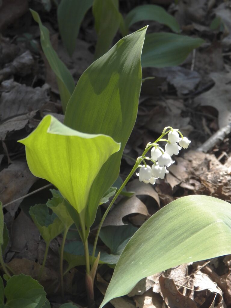 Lily-of-the-Valley (Convallaria majalis)