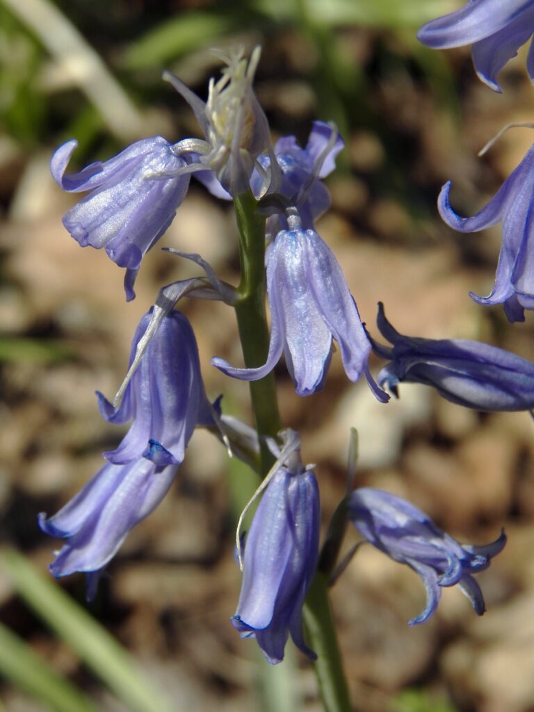 English Bluebells (Hyacinthoides non-scripta)