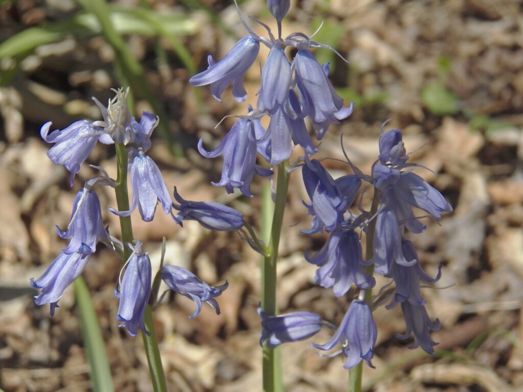 English Bluebells (Hyacinthoides non-scripta)