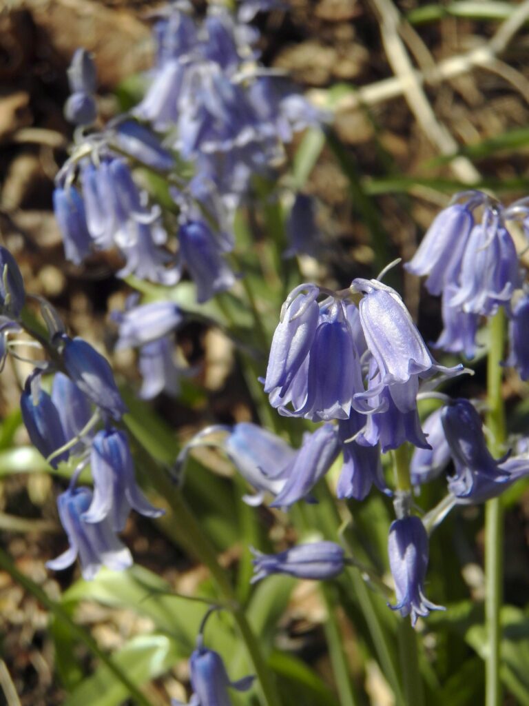 English Bluebells (Hyacinthoides non-scripta)