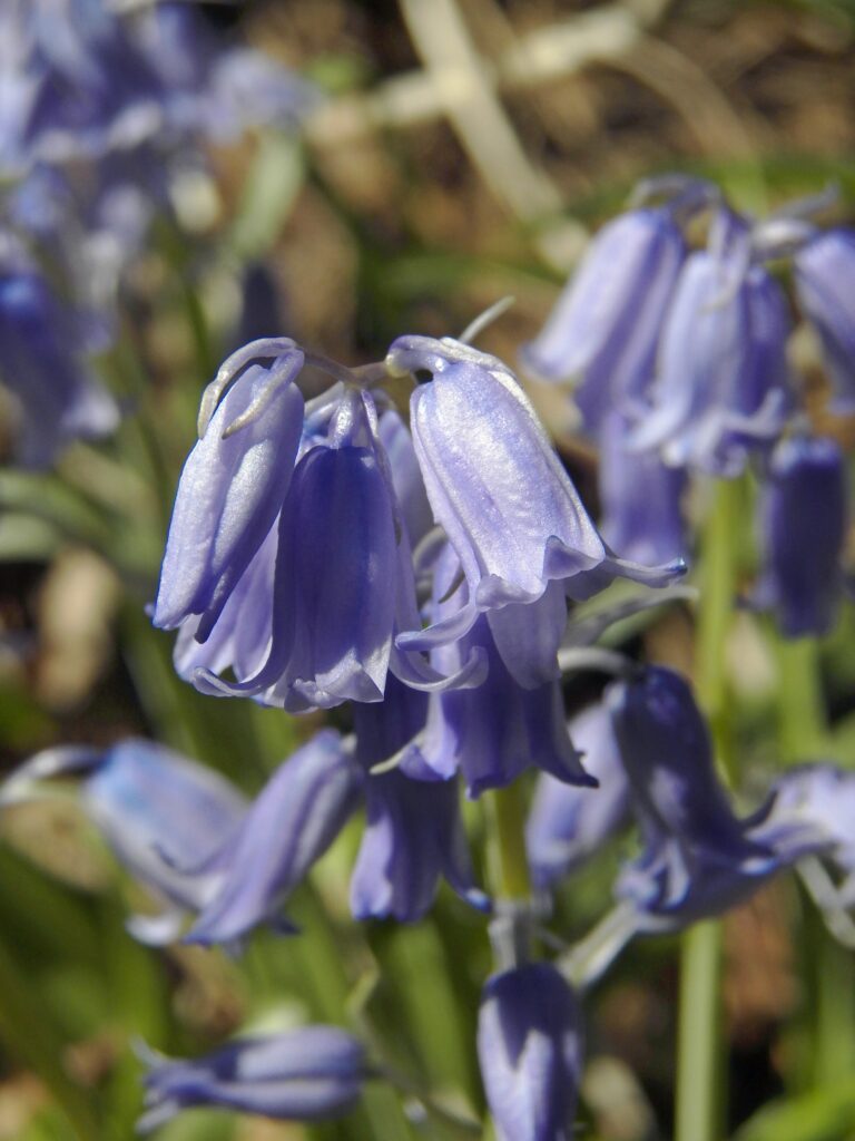 English Bluebells (Hyacinthoides non-scripta)