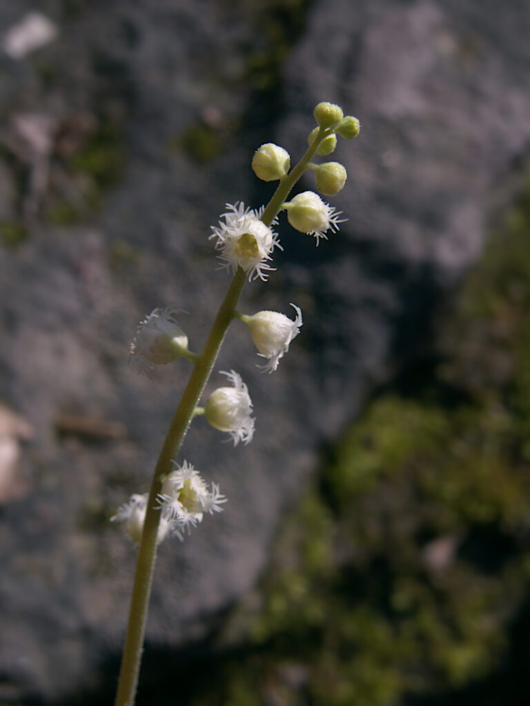 Miterwort (Mitella diphylla)