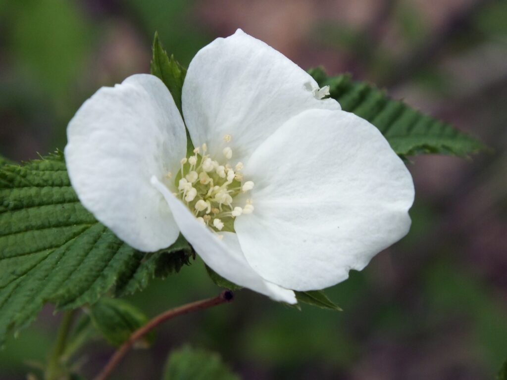 Scehntless Mock-Orange (Philadelphus inodorus)