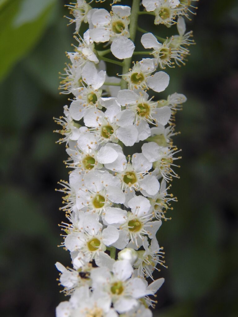 Flowers of Choke Cherry (Prunus virginiana)