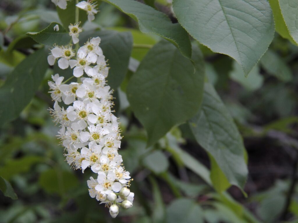 Flowers of Choke Cherry (Prunus virginiana)