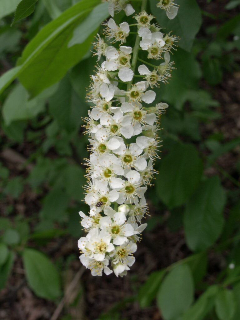 Flowers of Choke Cherry (Prunus virginiana)