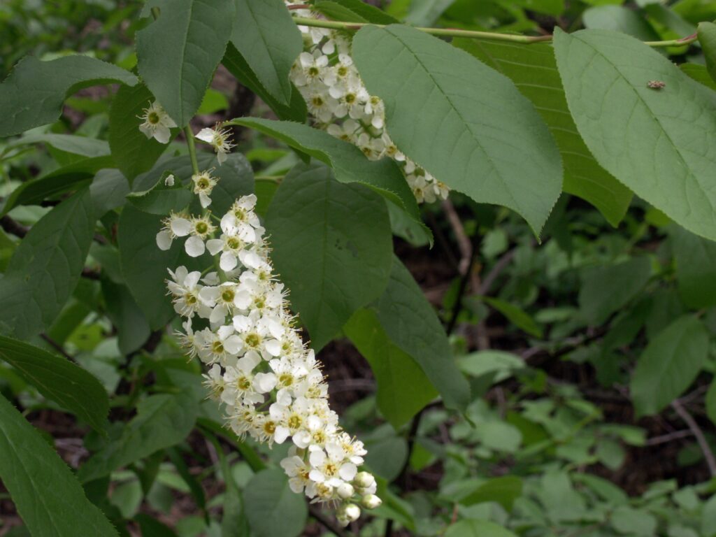 Flowers of Choke Cherry (Prunus virginiana)
