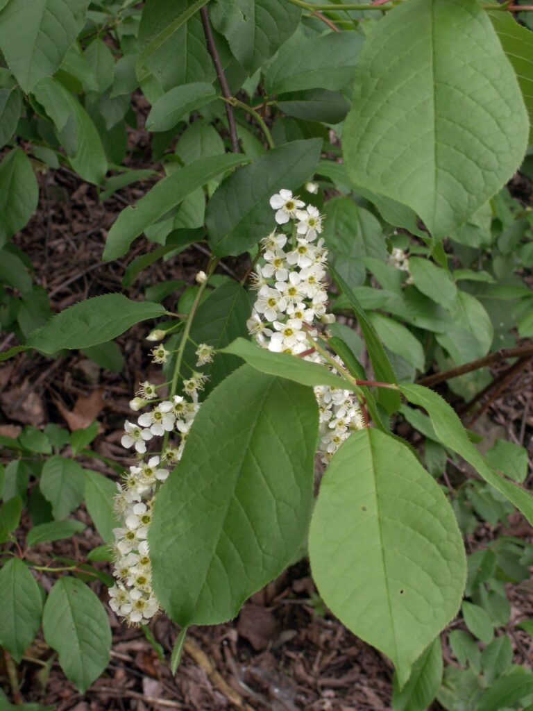 Flowers of Choke Cherry (Prunus virginiana)