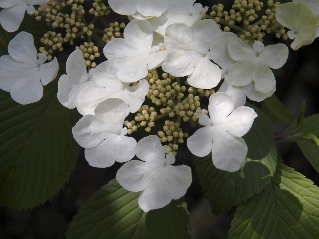 Doublefile Virburnum (Viburnum plicatum)