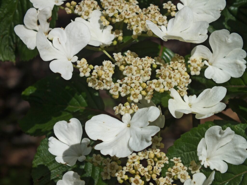 Doublefile Virburnum (Viburnum plicatum)