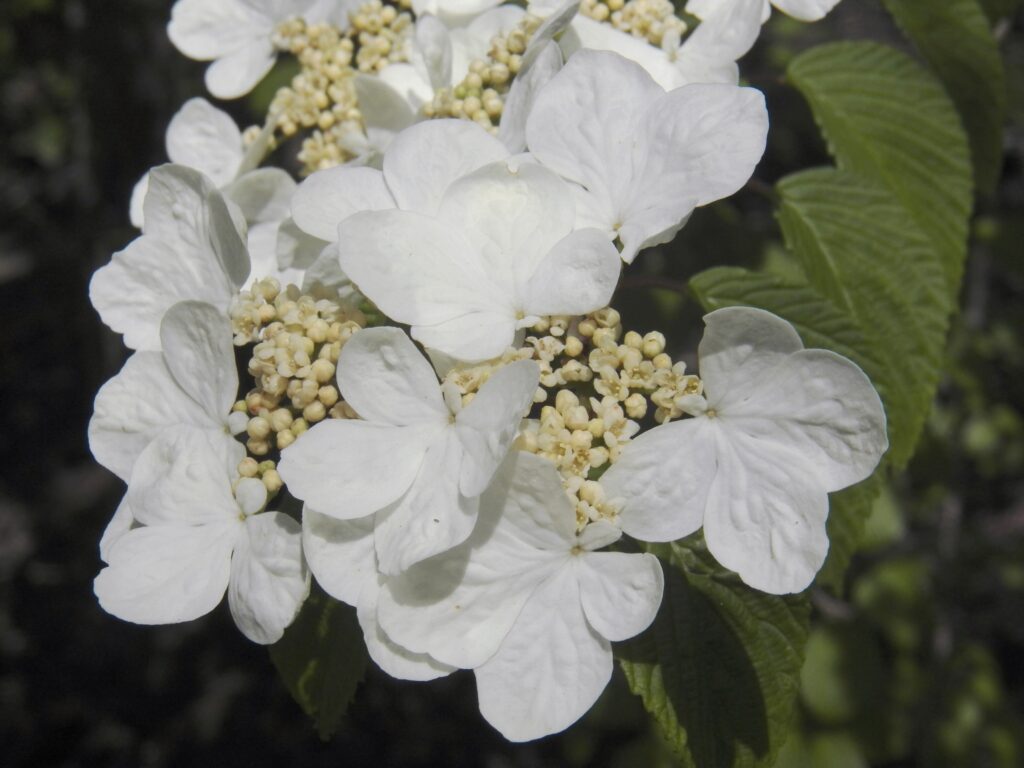 Doublefile Virburnum (Viburnum plicatum)