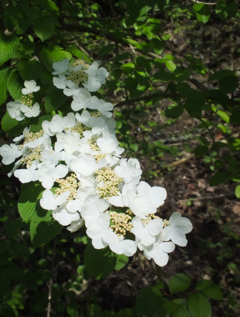 Doublefile Virburnum (Viburnum plicatum)