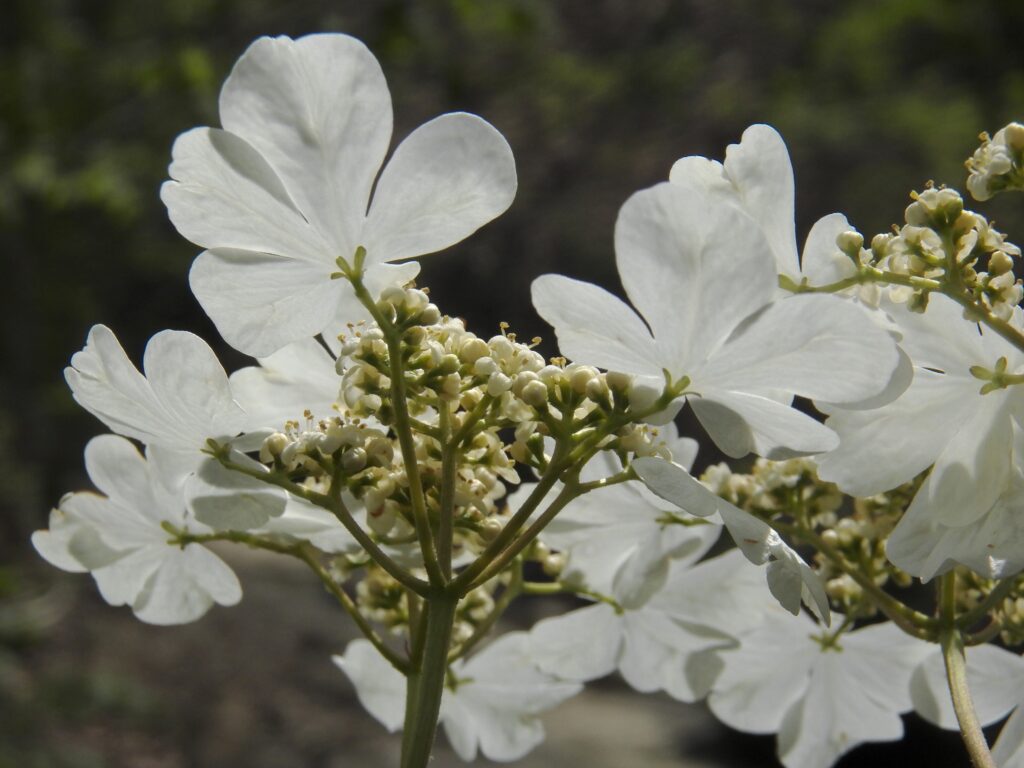 Doublefile Virburnum (Viburnum plicatum)