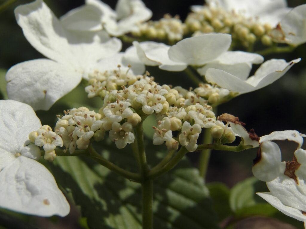 Doublefile Virburnum (Viburnum plicatum)
