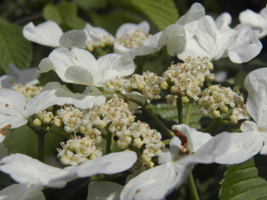 Doublefile Virburnum (Viburnum plicatum)