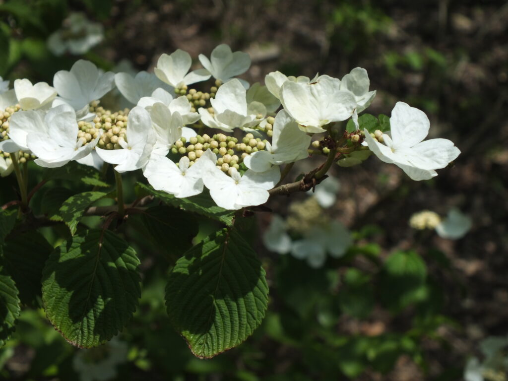 Doublefile Virburnum (Viburnum plicatum)