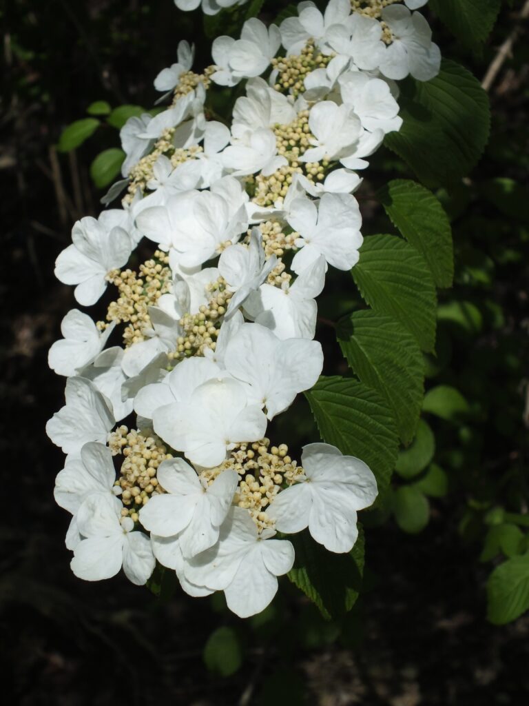 Doublefile Virburnum (Viburnum plicatum)
