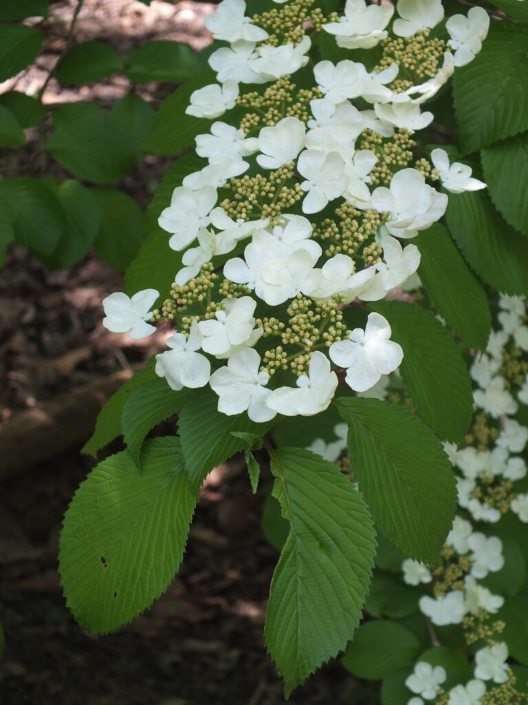 Doublefile Virburnum (Viburnum plicatum)