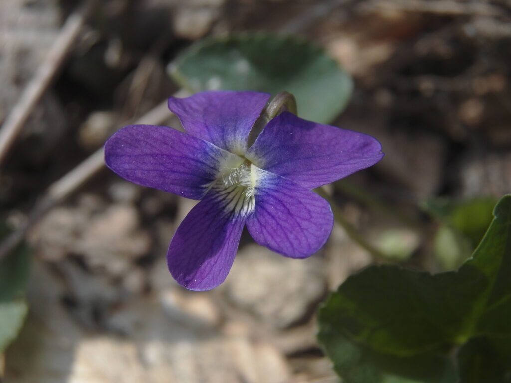 Common Blue Violet (Viola sororia)