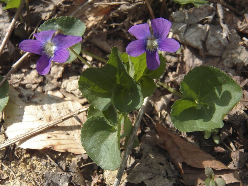 Common Blue Violet (Viola sororia)