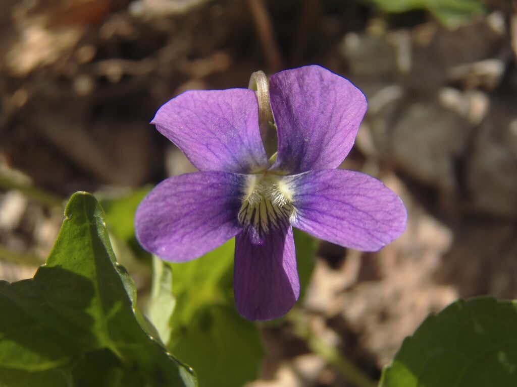 Common Blue Violet (Viola sororia)