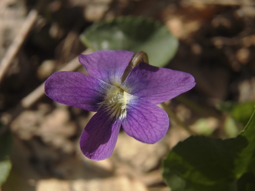 Common Blue Violet (Viola sororia)