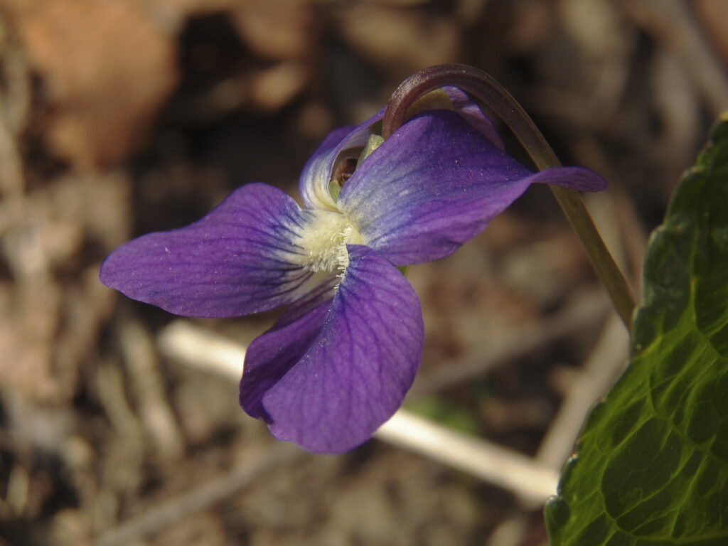 Common Blue Violet (Viola sororia)