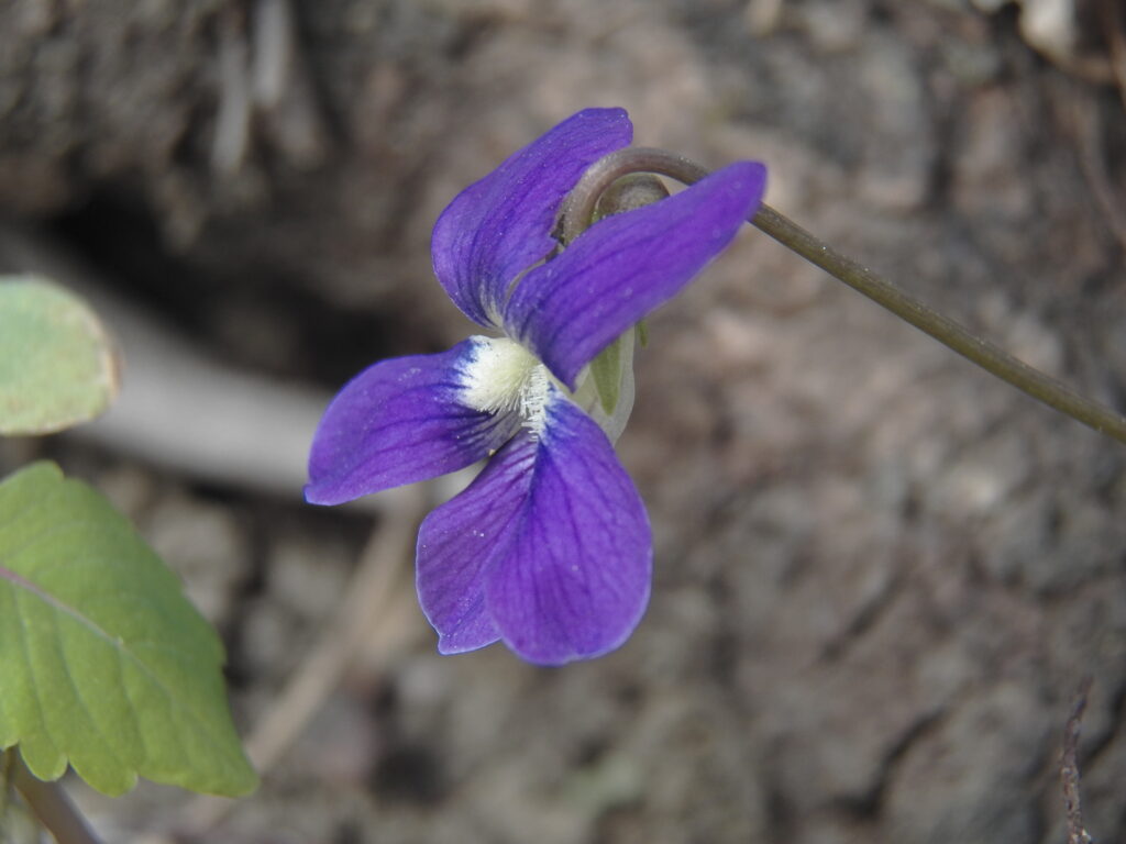 Common Blue Violet (Viola sororia)