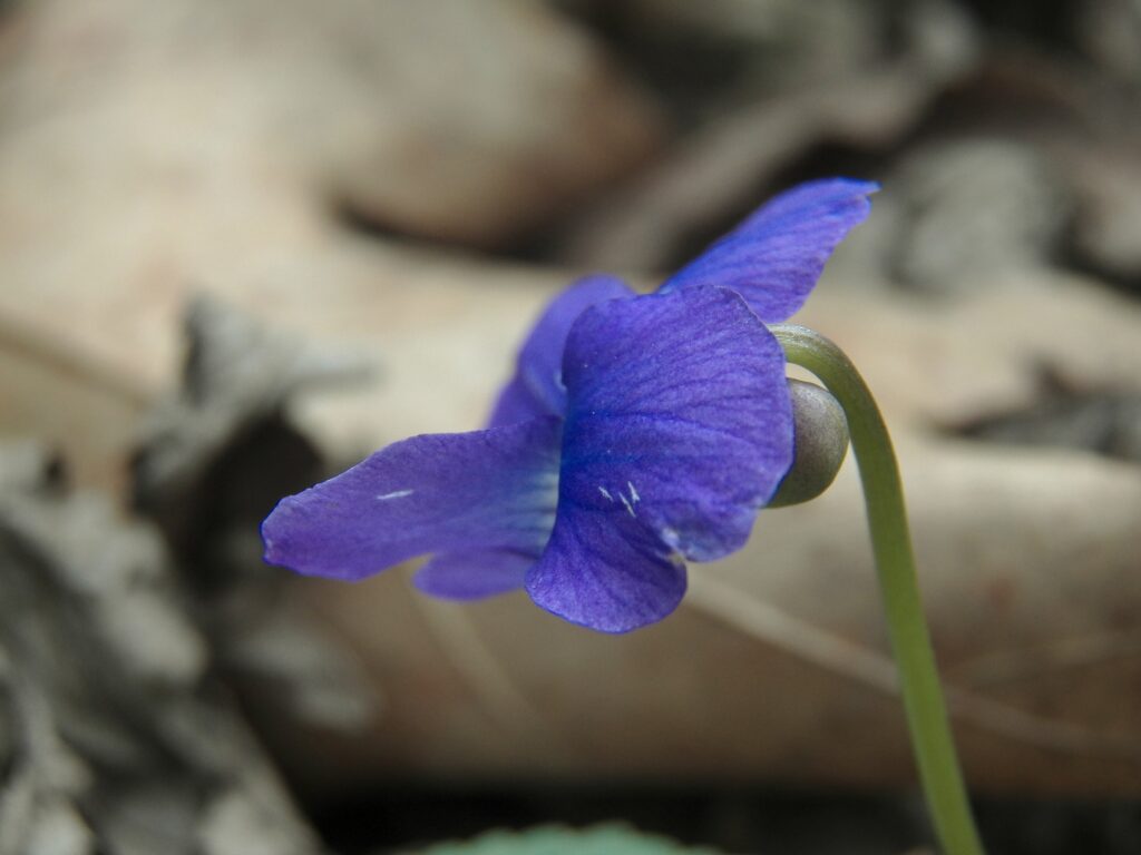 Common Blue Violet (Viola sororia)