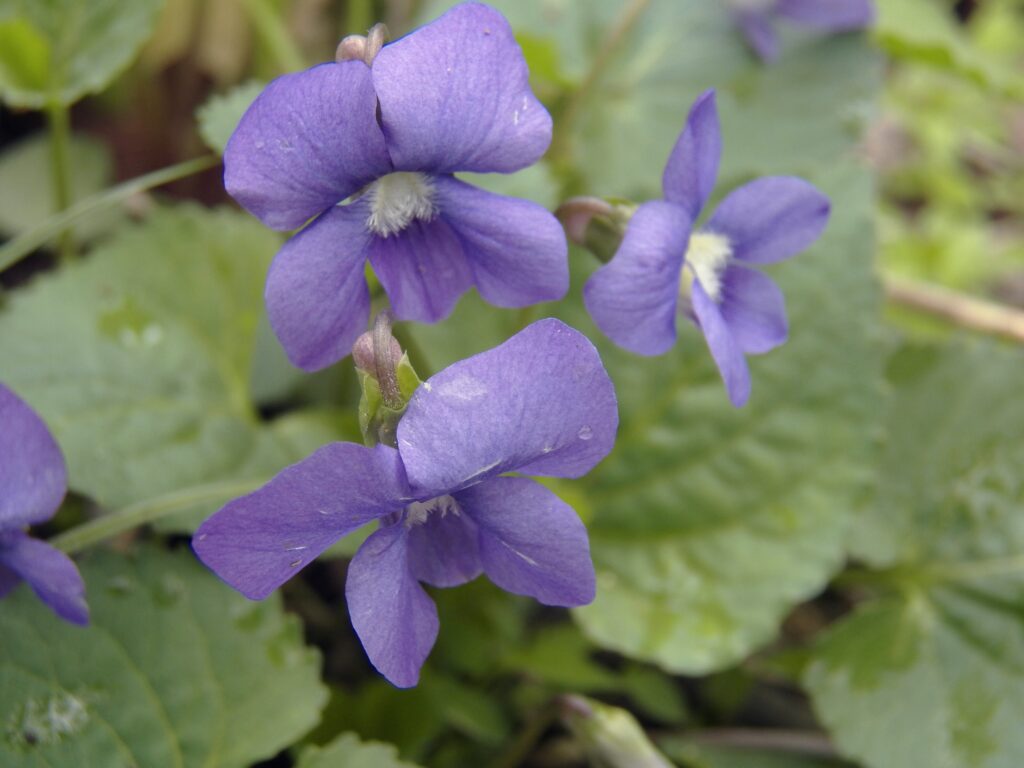 Common Blue Violet (Viola sororia)