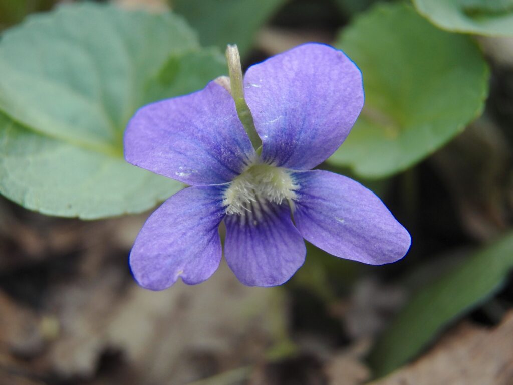Common Blue Violet (Viola sororia)