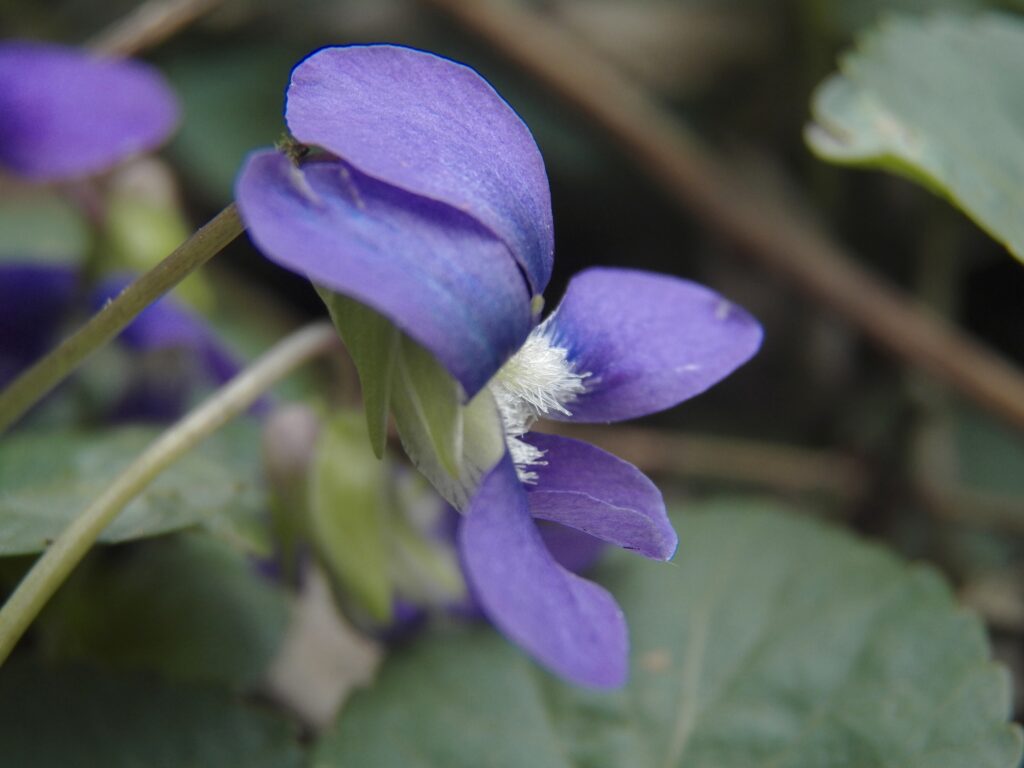 Common Blue Violet (Viola sororia)