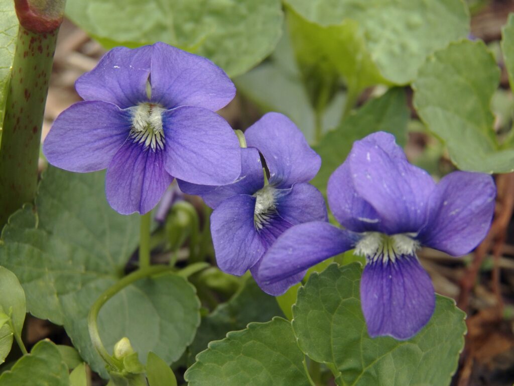 Common Blue Violet (Viola sororia)