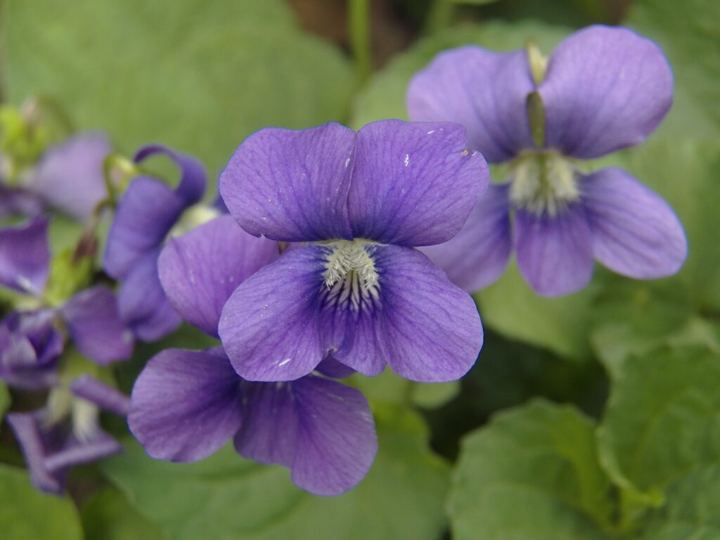 Common Blue Violet (Viola sororia)