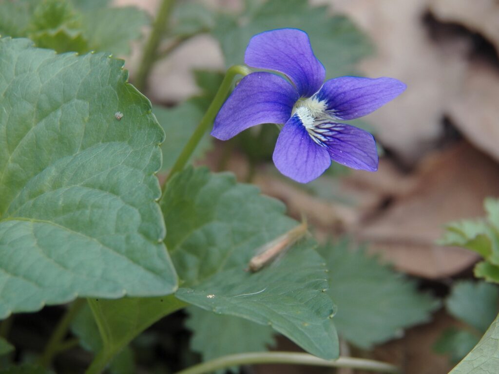 Common Blue Violet (Viola sororia)