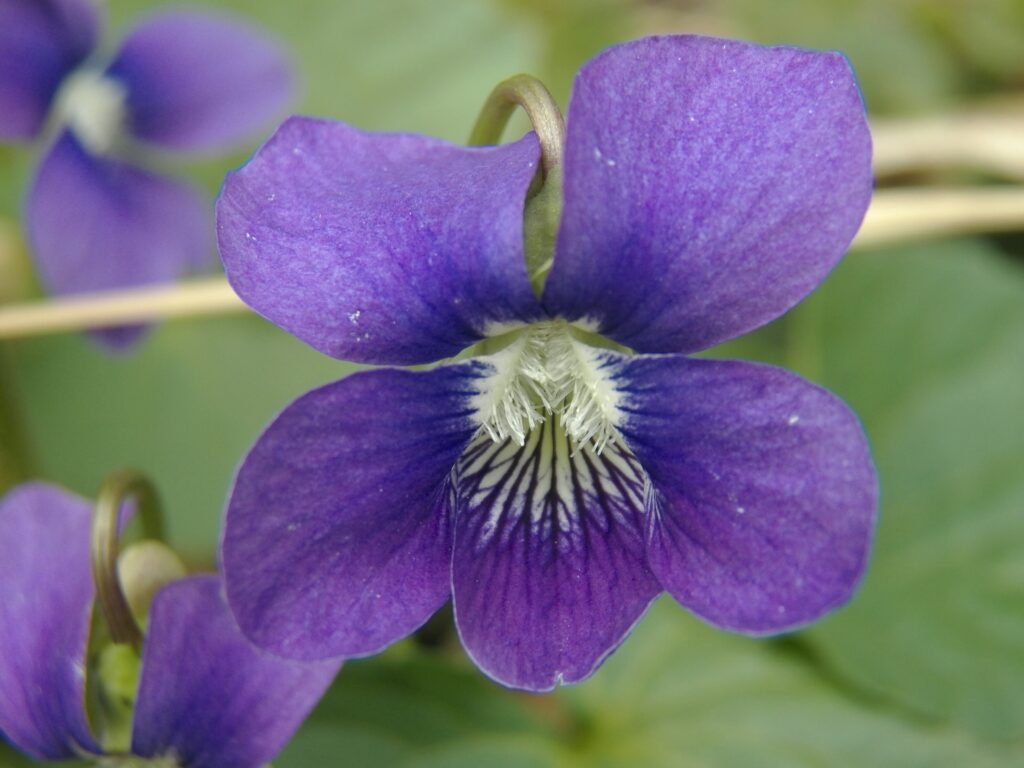 Common Blue Violet (Viola sororia)