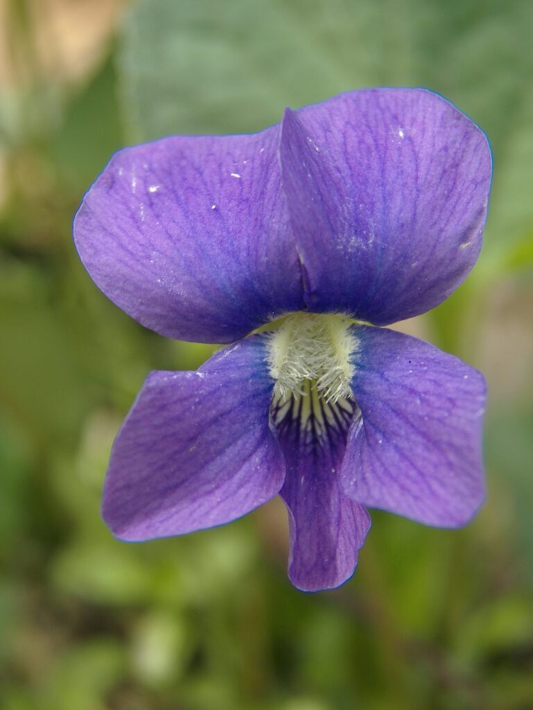 Common Blue Violet (Viola sororia)