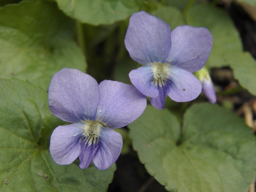 Common Blue Violet (Viola sororia), pale blue form